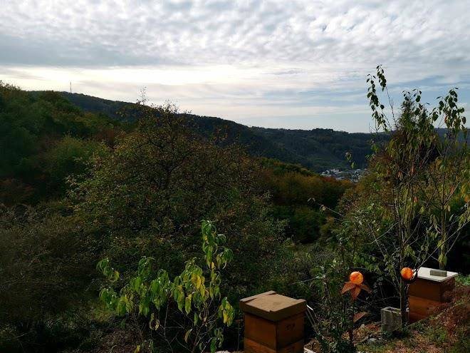 Pension garni haus bismarckhohe