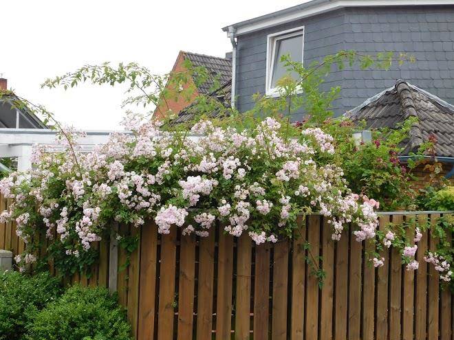 Pension zum wikinger