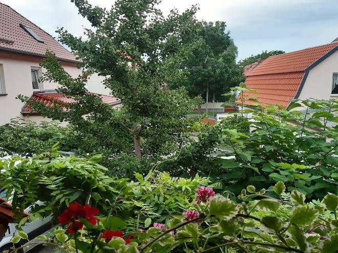 Schaar pension