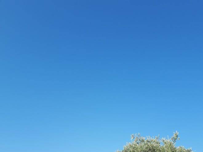 Terra di olive