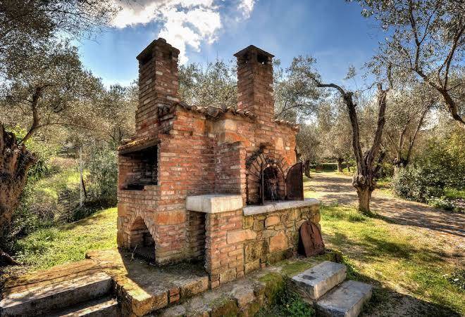 Gera's olive grove
