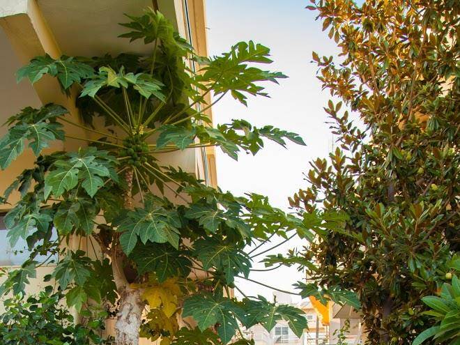 Rhodes backpackers