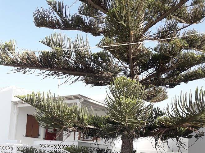 White And Grey Ornos Image