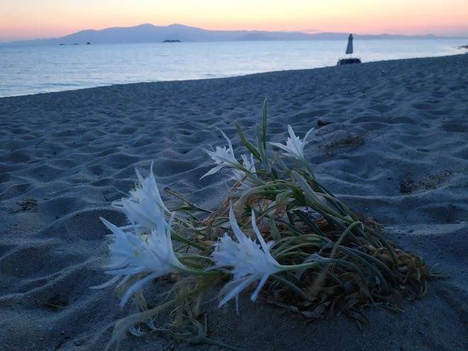 Nostos plaka beach