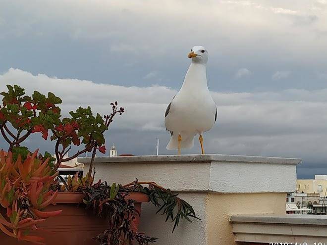 Locadiera pansion