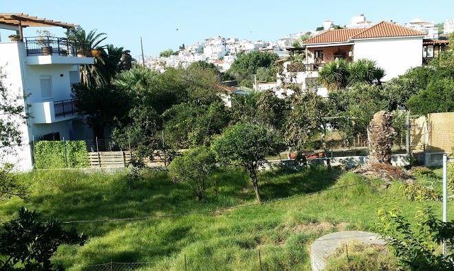 Pansion matoula