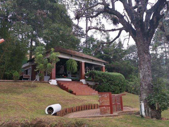 Bosque macadamia