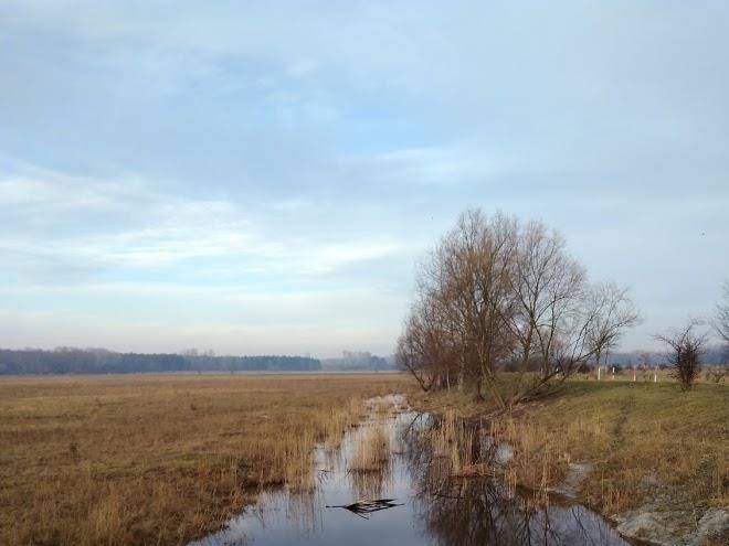 Holiday Angel Skin Image