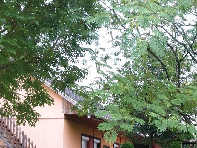 Homokhati Vendeghaz Image