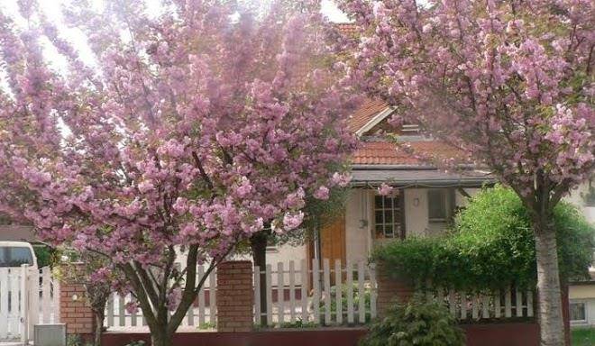 Kis Szarcsa Vendeghaz Image