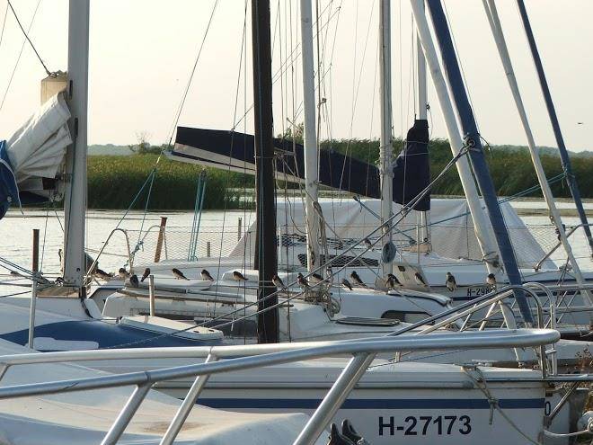 Neptun kikoto es kemping tisza to