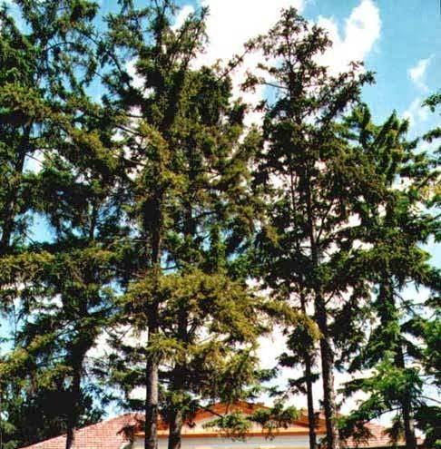 Hotel andesite