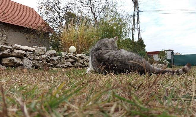 Rendeki Vendeghaz Image