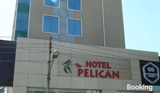 The pelican