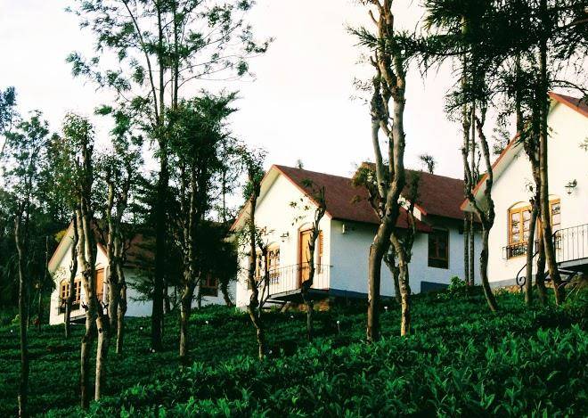 Tea terrace vythiri