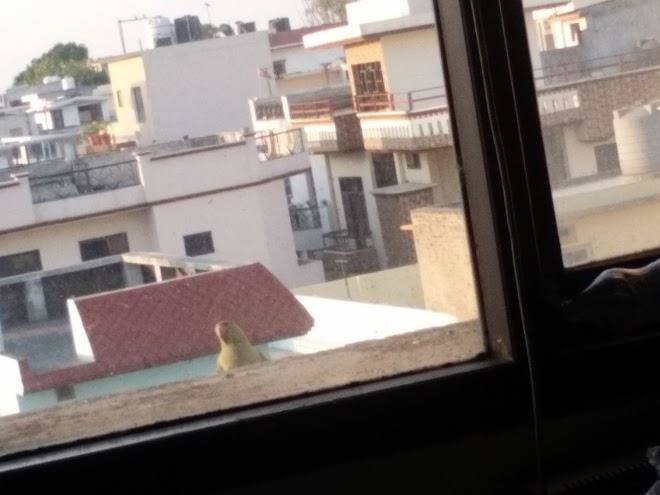 Gulmohur hotel
