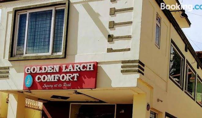 Golden larch comfort