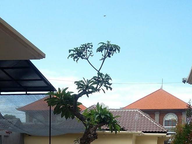 Pondok seruni