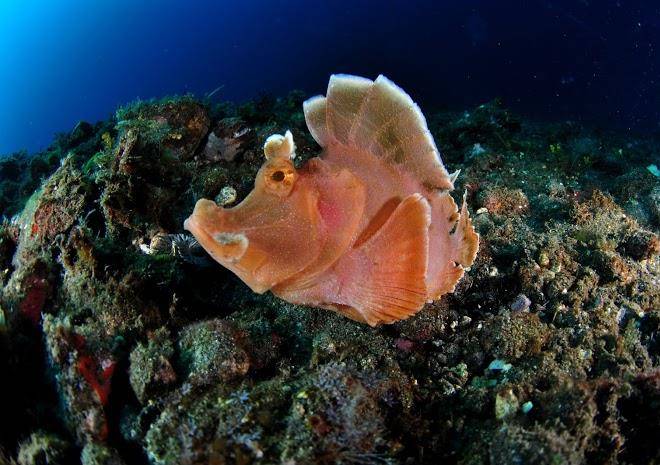 Alami alor dive resort