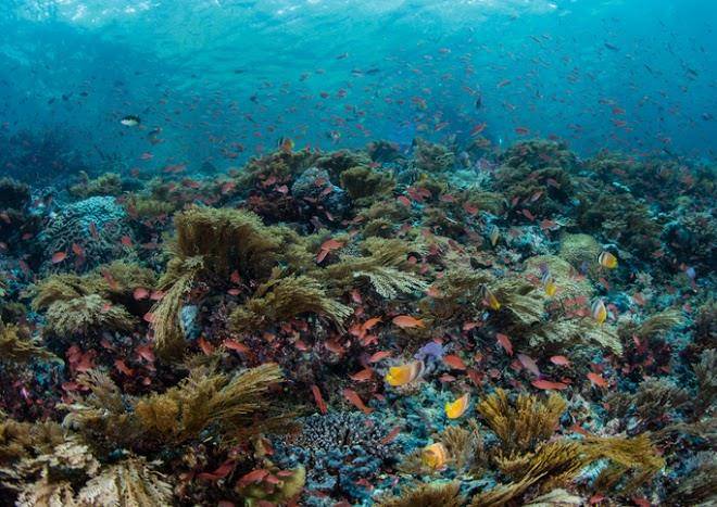 Alor tanapi dive resort
