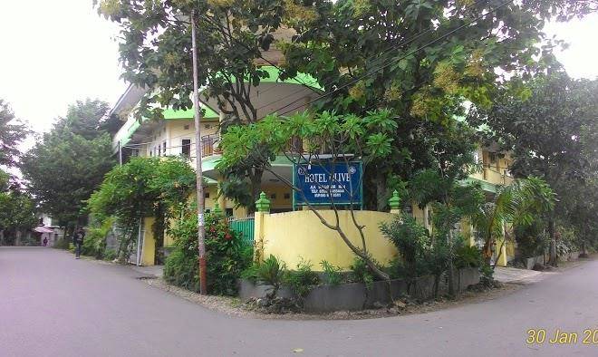 Olive hotel