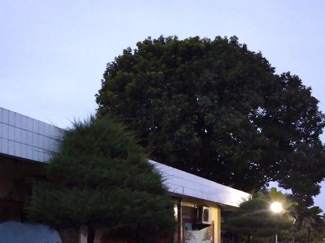 Hotel Flamboyan Image