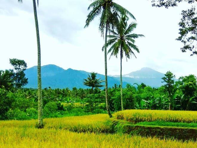 Pondok tetebatu paradise