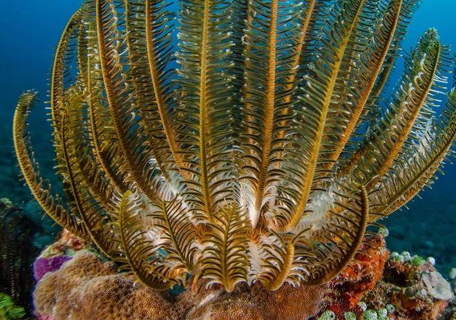 Blue marlin dive gili trawangan