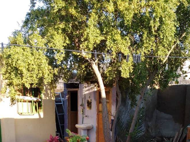 Assad's homestay