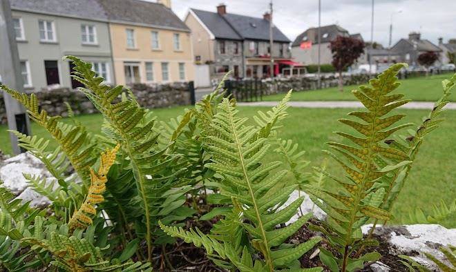 Foynes inn