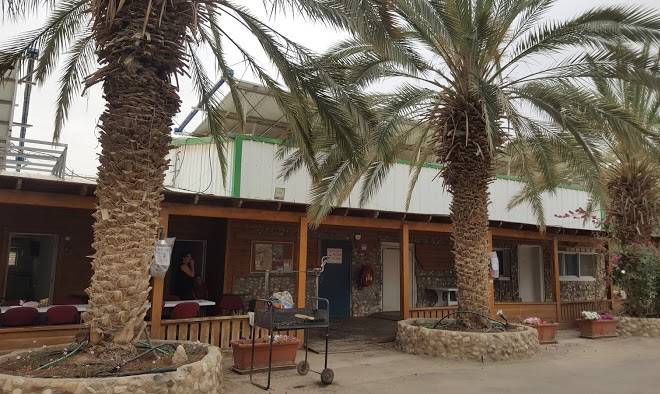 Among the palms