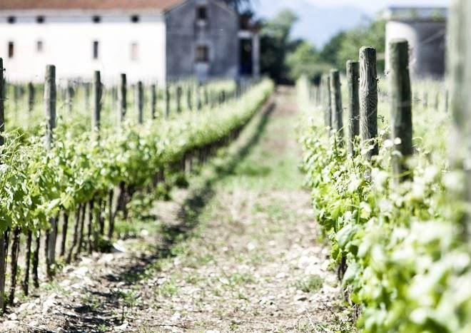 Cantine de luca
