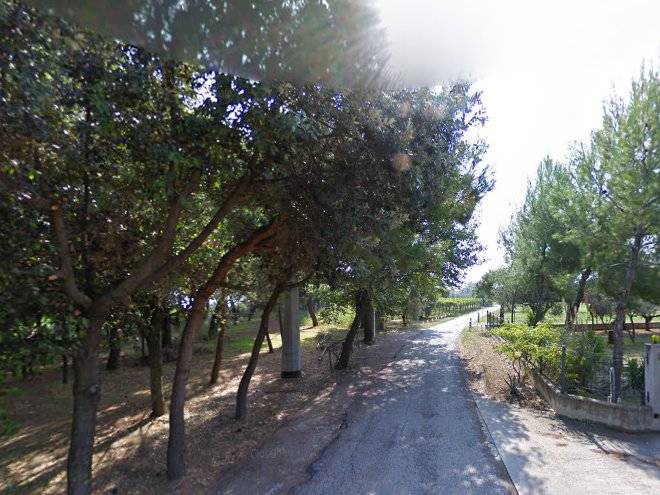 La collina delle ginestre