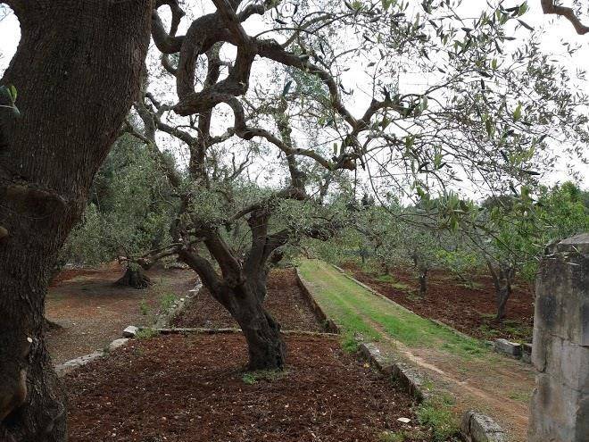 Tenuta giorgino