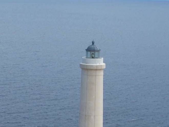 La vallonea