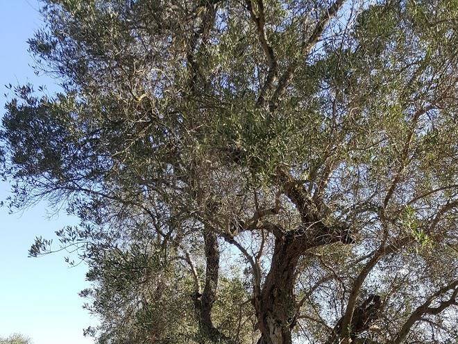 Masseria insarti