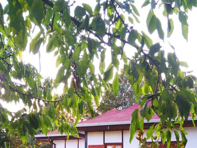 B&b the lodge