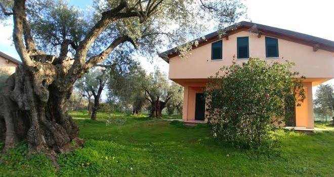 La piana degli ulivi