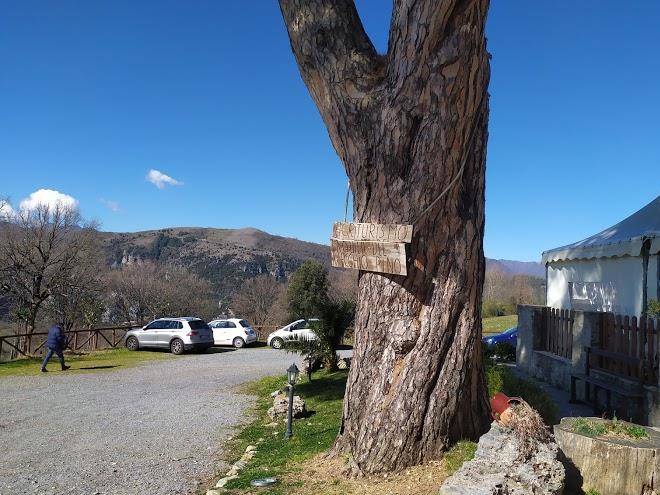 La quiete del vecchio pino