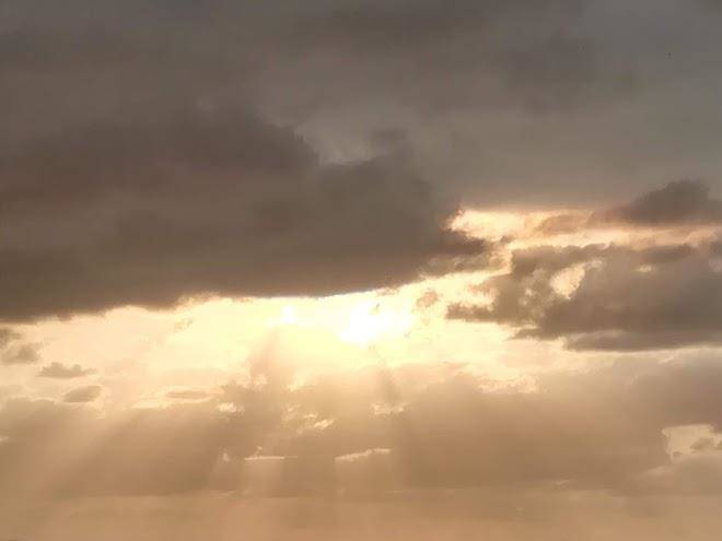 Stella di mare
