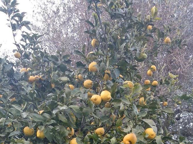 Antico frutteto
