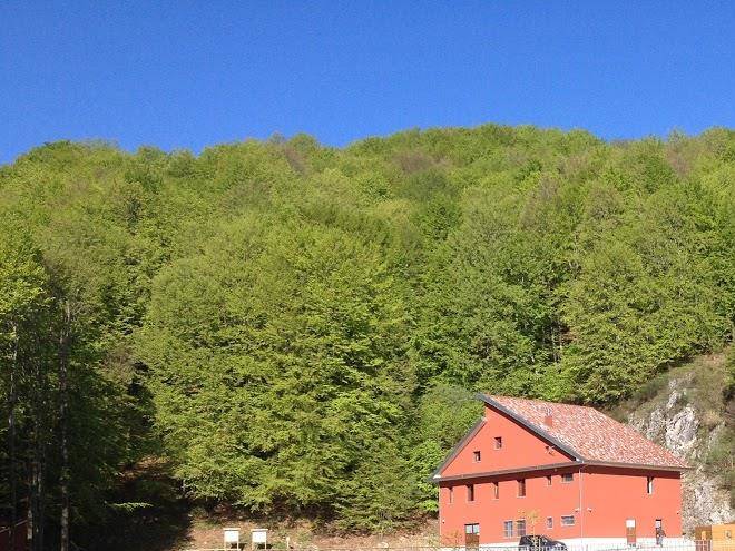 Toppo Del Monaco Image