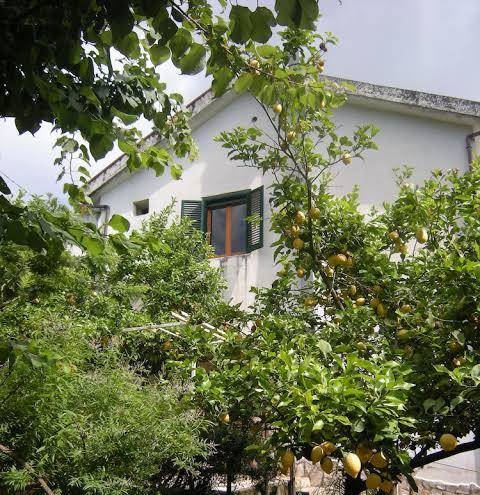 Vigna longa