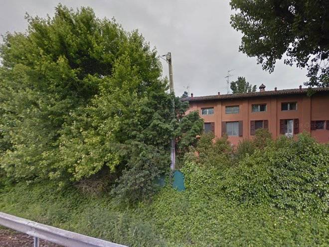 Il pioppo