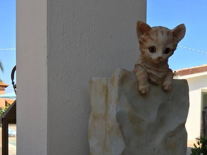 La gatta sul tetto