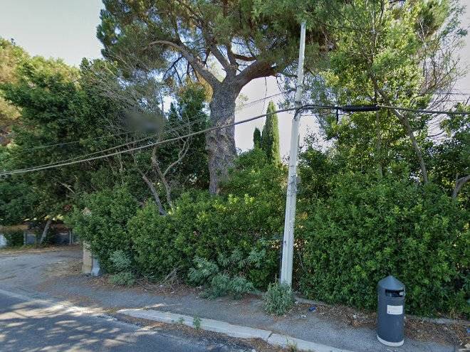 Il viale degli ulivi