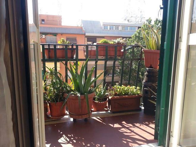 Sirioedelweiss Image