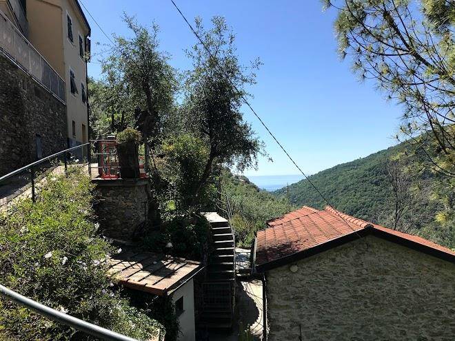 La margherita di teriasca