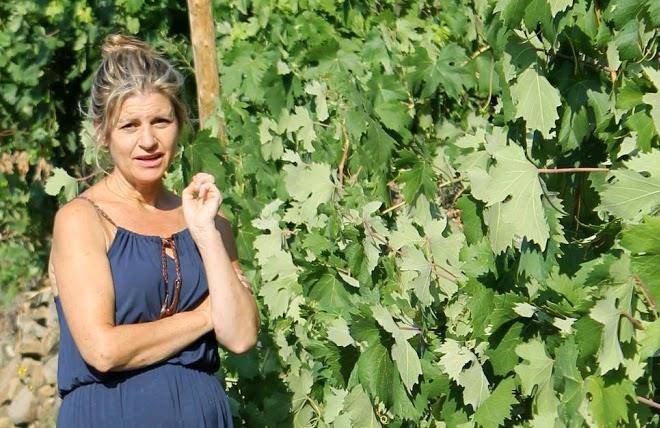 Azienda agricola poggi dell'elmo