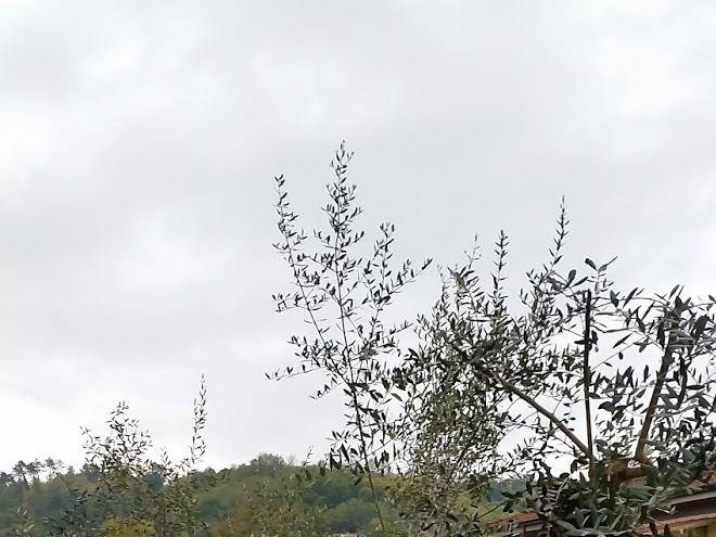 Gli ulivi di zeno